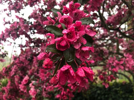 2019-04 Parc de Sceaux Isabelle T, détail sortie