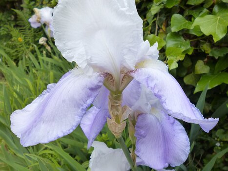 2019-05 Marly Dominique F, détail sortie