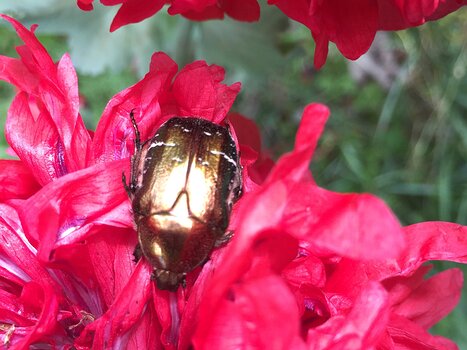 2019-06 Courances François G, détail sortie