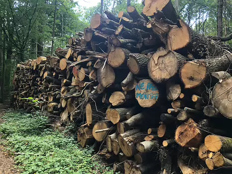 2019-07 Meudon Isabelle T, détail sortie