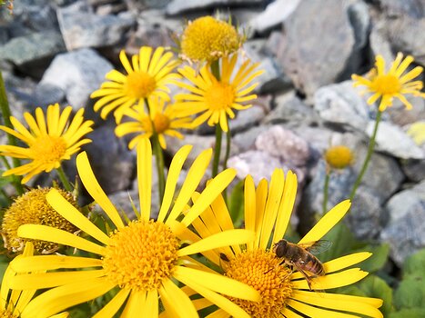 2019-08 Belledonne Françoise M, Isabelle R, Isabelle S, Jean-André C, détail sortie