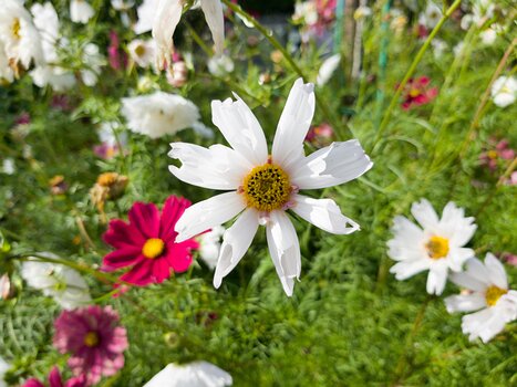 2019-10 Giverny Alain Z, détail sortie
