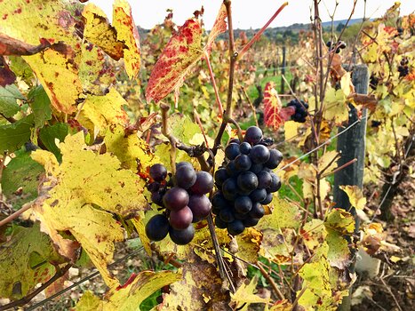 2019-11 Beaujolais Jean-André C, détail sortie