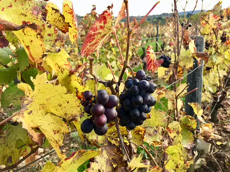 2019-11 Beaujolais Jean-André C, détail sortie