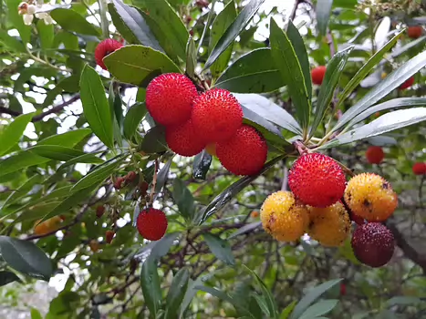 2019-11 Calanques Alain Z, détail sortie