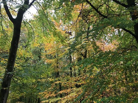 2019-11 Fontainebleau philo Isabelle H, détail sortie