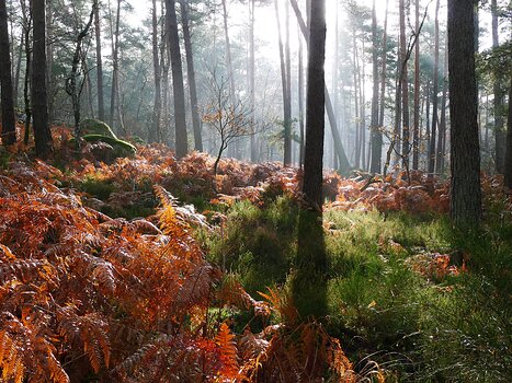 2020-01 Fontainebleau Philippe G, détail sortie