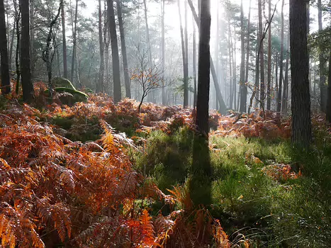 2020-01 Fontainebleau Philippe G, détail sortie