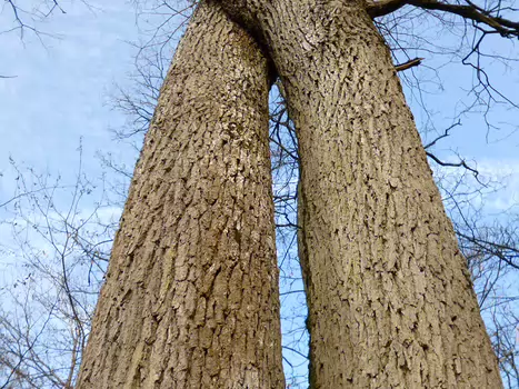 2020-02 Fontainebleau Dominique F, détail sortie