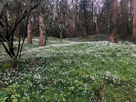 2020-02 Gâtinais Isabelle T, détail sortie
