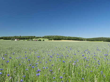 2020-06 Rambouillet Baptiste M, détail sortie