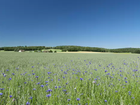 2020-06 Rambouillet Baptiste M, détail sortie