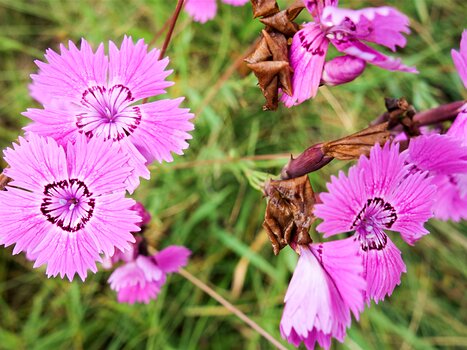 2020-08 Sancy Christelle B, Dominique F, Sylvie F, Xavier L, détail sortie