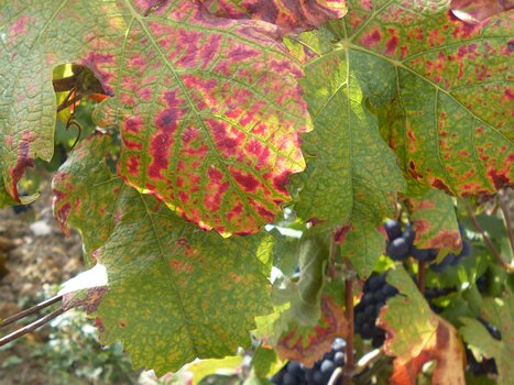 2020-09 Marne Dominique F, détail sortie