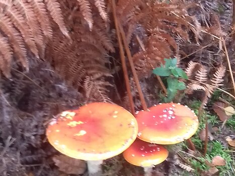 2020-10 Les Essarts-le-Roi Eric D, détail sortie