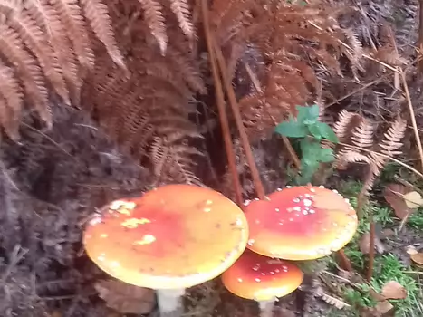 2020-10 Les Essarts-le-Roi Eric D, détail sortie