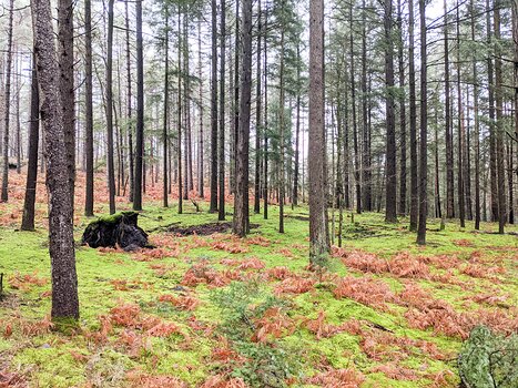2021-01 Moret Isabelle T, détail sortie