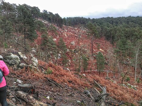 2021-02 Fontainebleau sud Hélène B, détail sortie