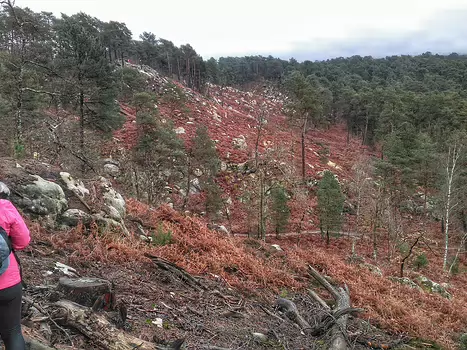 2021-02 Fontainebleau sud Hélène B, détail sortie