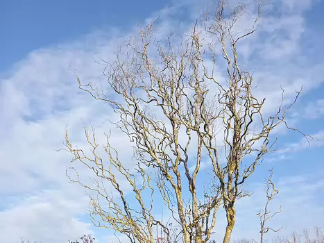 2021-03 Verneuil-l'Etang Hélène B, détail sortie