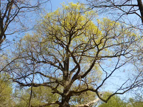 2021-04 Arbres de Sénart Dominique F, détail sortie