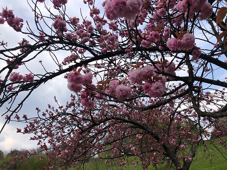 2021-04 Forêt de Notre-Dame Isabelle T, détail sortie