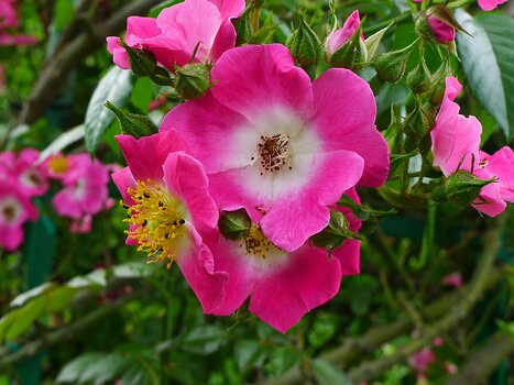 2021-06 Giverny Philippe G, détail sortie