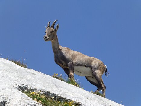 2021-07 Haut Chablais Isabelle R, détail sortie