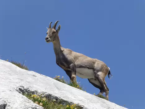 2021-07 Haut Chablais Isabelle R, détail sortie