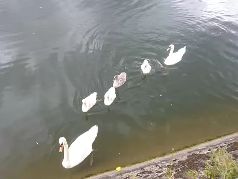 2021-07 Plaine de Sorques Dominique F, détail sortie