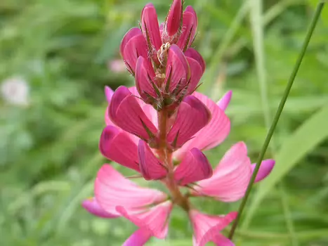 2021-07 Tour des Fiz Valérie L, détail sortie