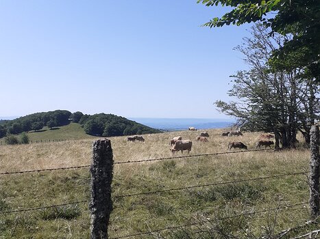 2021-08 Aubrac Alice P, détail sortie