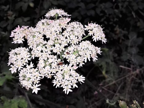 2021-08 Le Perray-en-Yvelines Jocelyne D, détail sortie