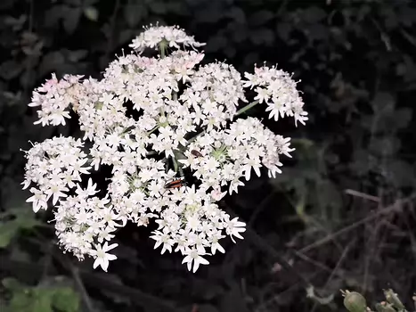 2021-08 Le Perray-en-Yvelines Jocelyne D, détail sortie