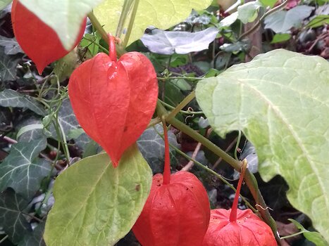 2021-09 Longueville Jocelyne D, détail sortie