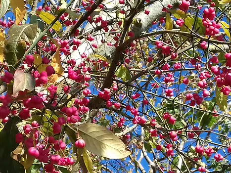 2021-10 La Ferté-sous-Jouarre Jocelyne D, détail sortie