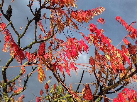 2021-11 Rambouillet Jocelyne D, détail sortie