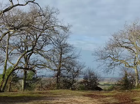 2021-12 Bois-le-Roi Jocelyne D, détail sortie