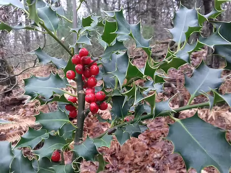 2022-01 Fontainebleau - Moret Jocelyne D, détail sortie