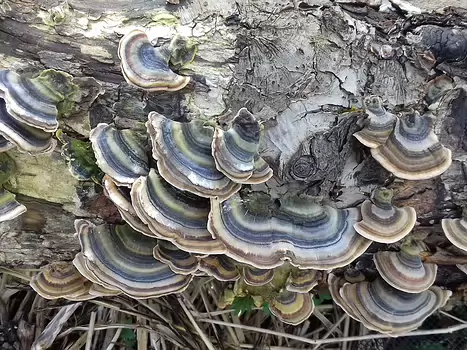 2022-02 Écouen Jocelyne D, détail sortie