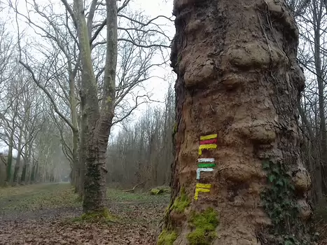 2022-02 Forêt de Ferrières Jocelyne D, détail sortie