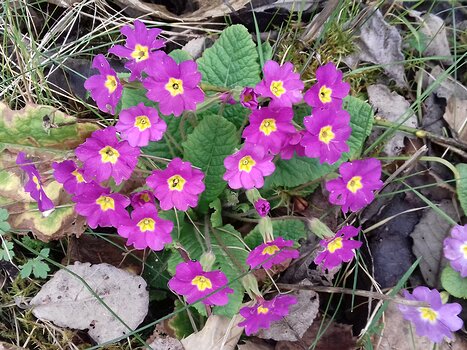 2022-03 Meulan Jocelyne D, détail sortie