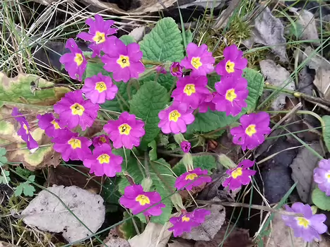 2022-03 Meulan Jocelyne D, détail sortie