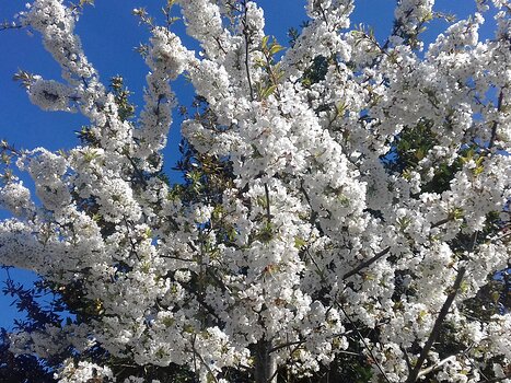 2022-04 Chamarande Jocelyne D, détail sortie