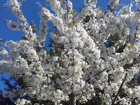 2022-04 Chamarande Jocelyne D, détail sortie