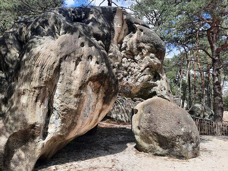 2022-05 Bois de la Commanderie Olivier B, détail sortie