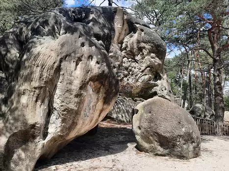 2022-05 Bois de la Commanderie Olivier B, détail sortie