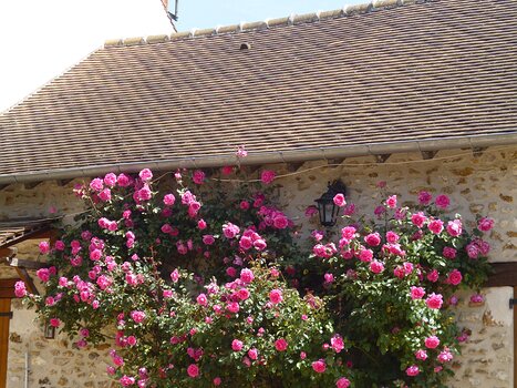 2022-05 Dourdan Dominique F, détail sortie