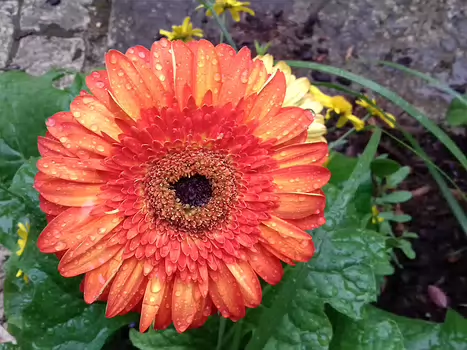 2022-05 Tarn-et-Garonne Jocelyne D, détail sortie