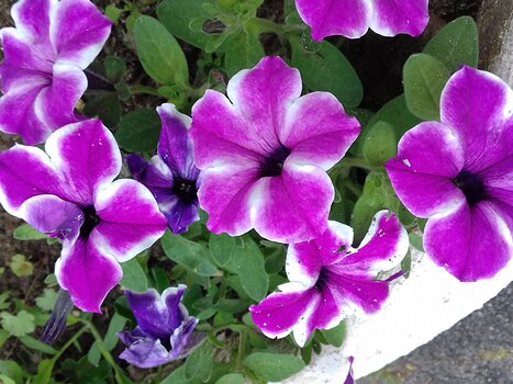 2022-06 Marais de l'Essonne Jocelyne D, détail sortie